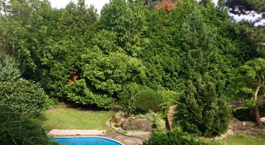 Bonsai * Praag